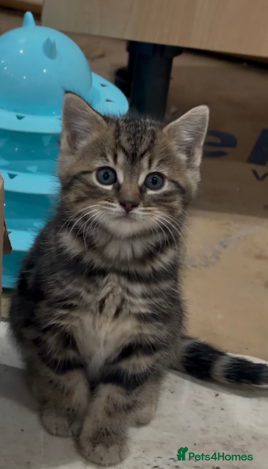 Domestic Shorthair cats for sale: Female Tabby domestic short hair kitten - Advert 3