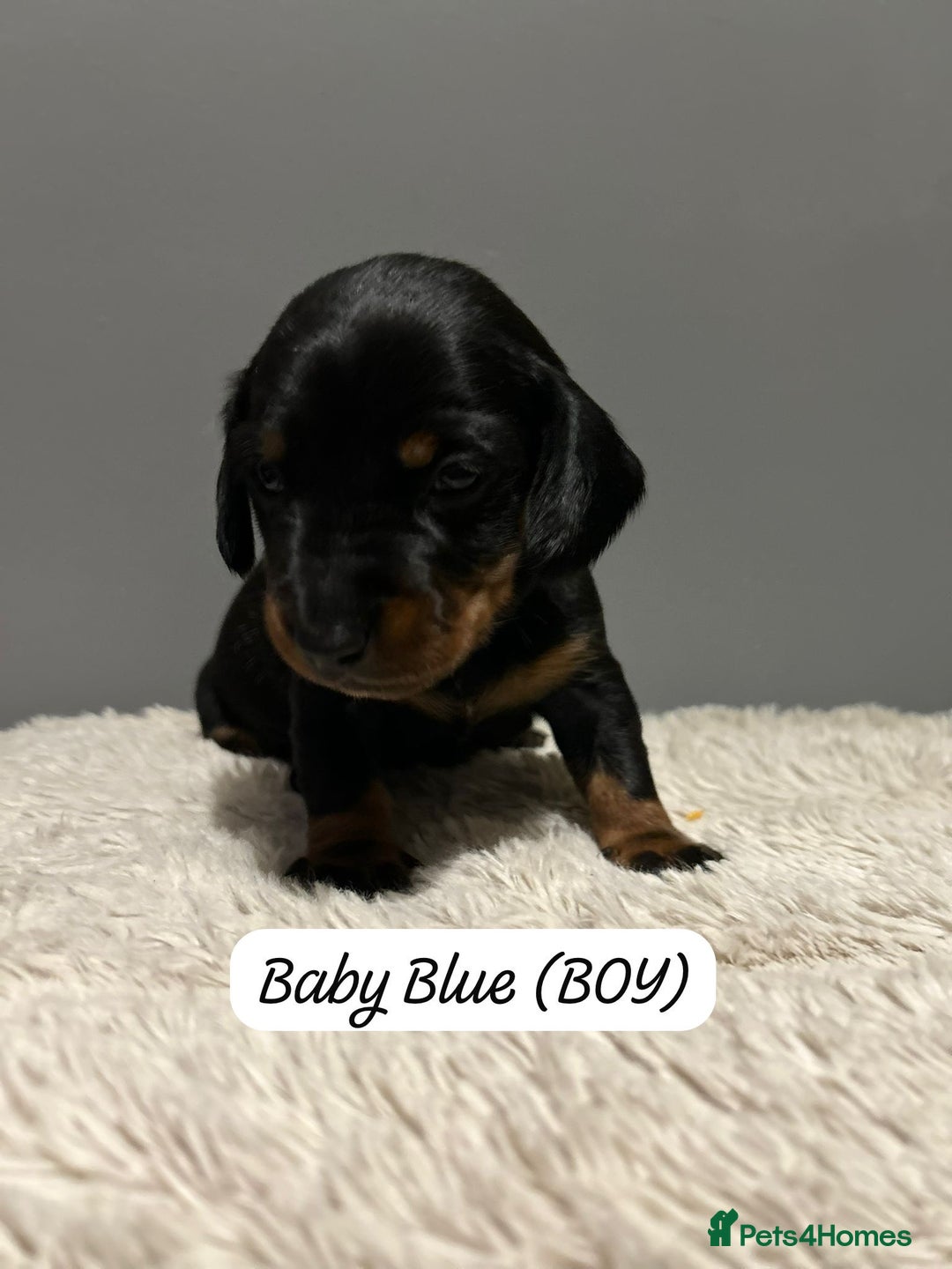 Miniature Dachshund dogs for sale: Miniature dachshund  - Advert 11