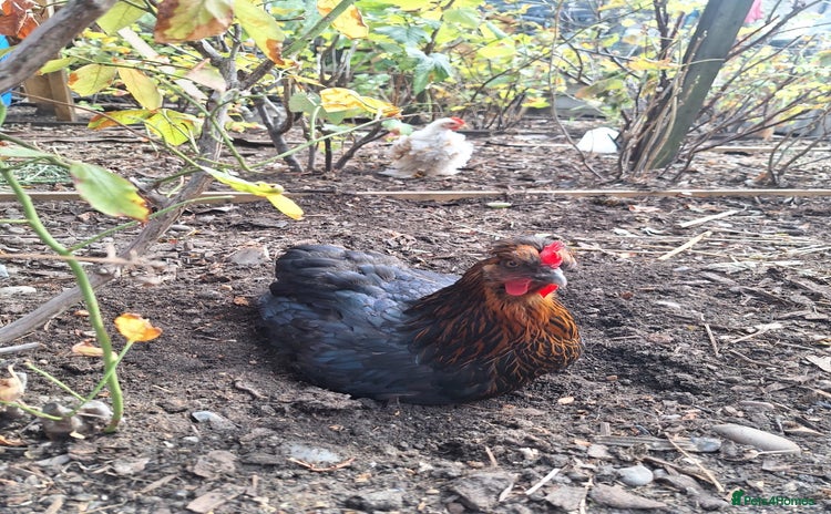 Hens poultry - Advert 15