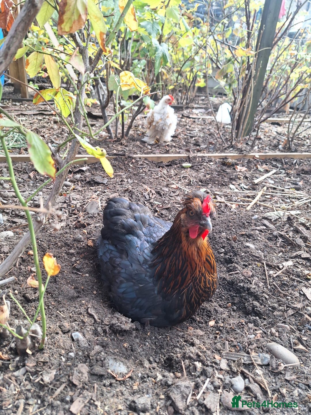 Hens poultry for sale: Laying Hen - Image 1