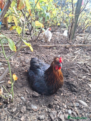 Hens poultry - Advert 14