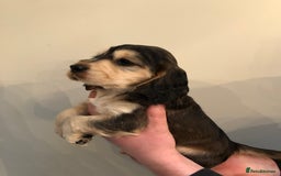 Cocker Spaniel dogs for sale: Beautiful litter of KC reg Cocker Spaniel puppies - Image 13