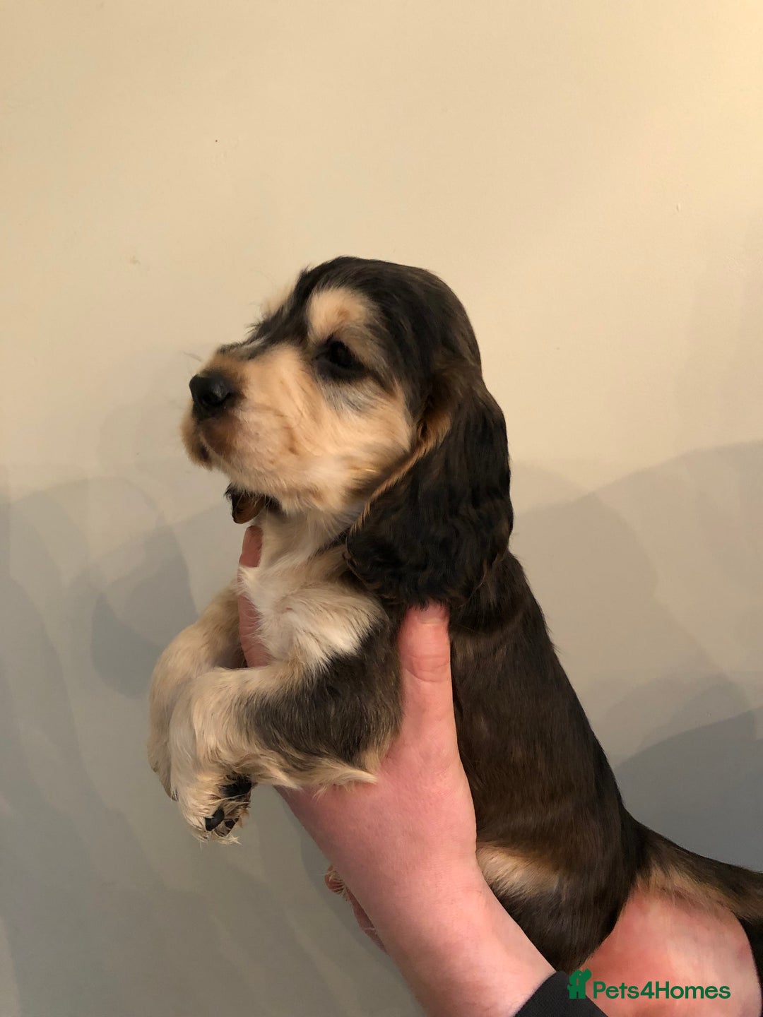 Cocker Spaniel dogs for sale: Beautiful litter of KC reg Cocker Spaniel puppies - Image 13