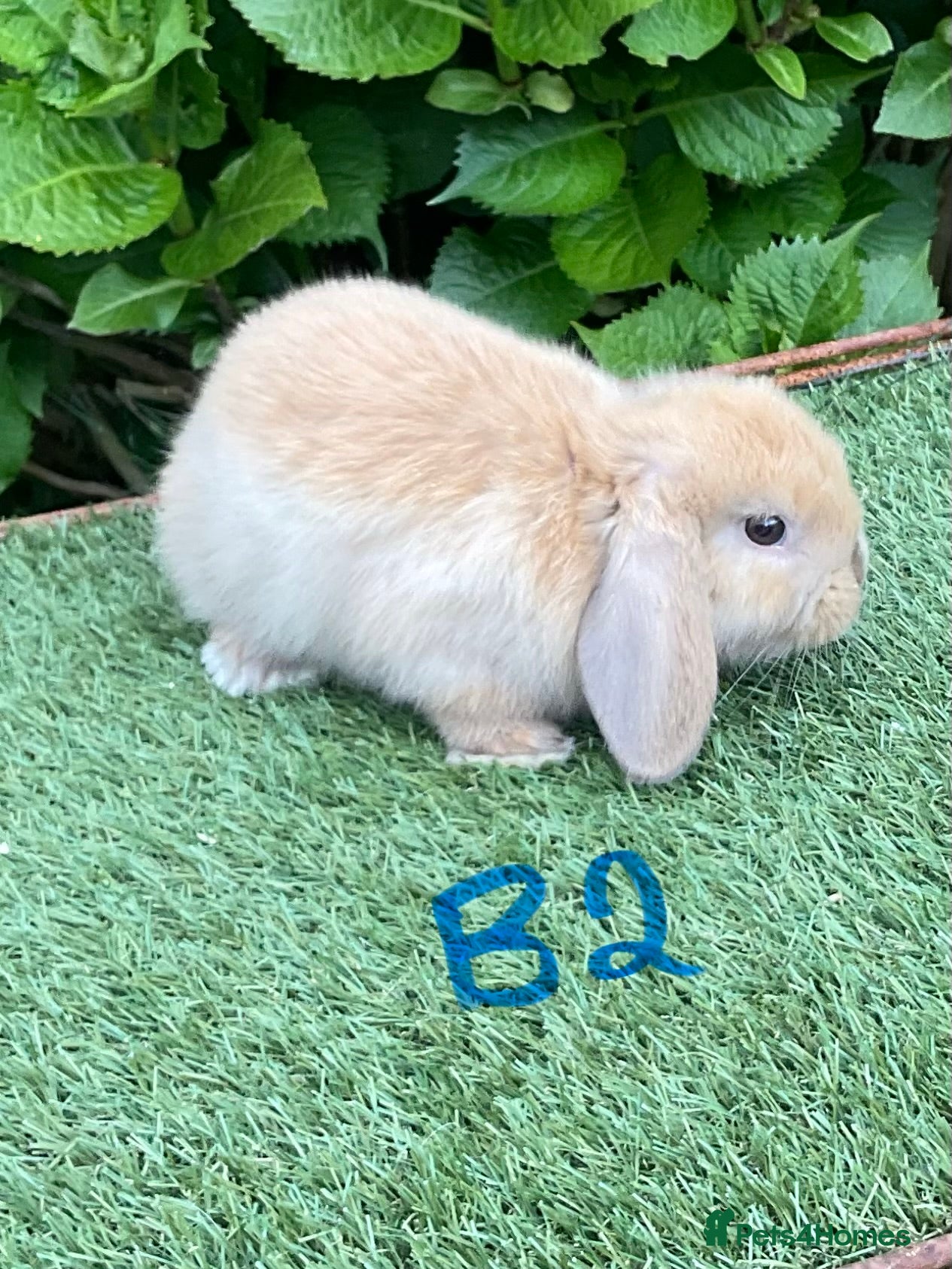 Mini Lop rabbits Pure bred mini lops baby Rabbits.  - Advert 2