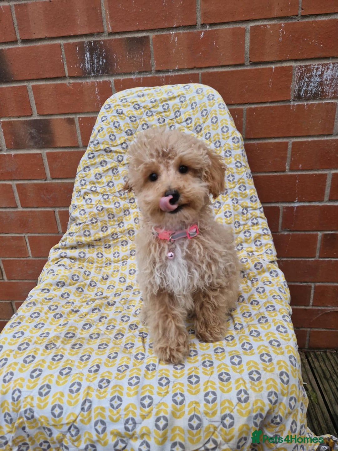 Cockapoo dogs for sale: F1BB Apricot Cockapoo Puppies. - Image 1