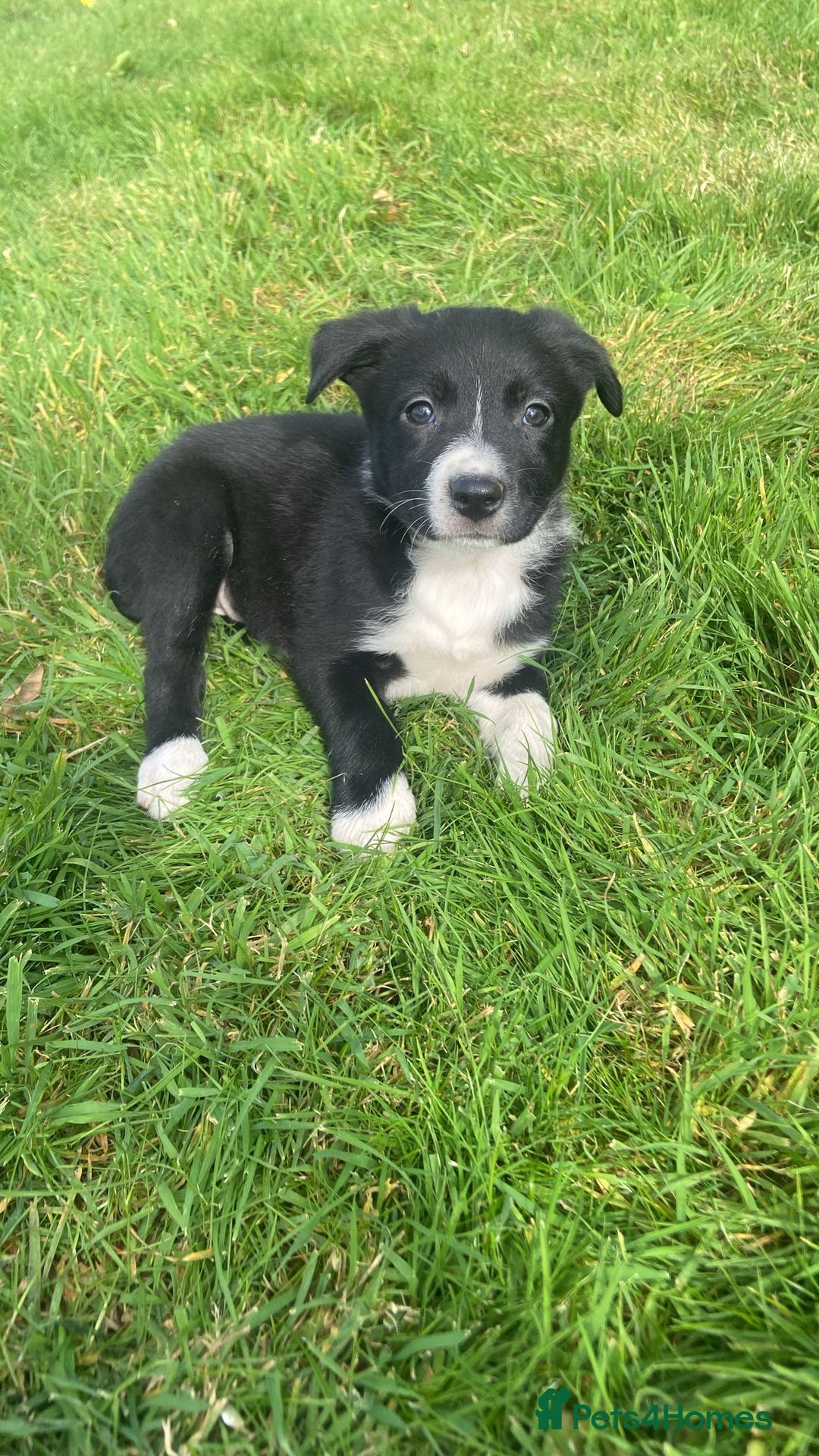 Border Collie dogs for sale: Beautiful litter family reared of collie pups - Image 13