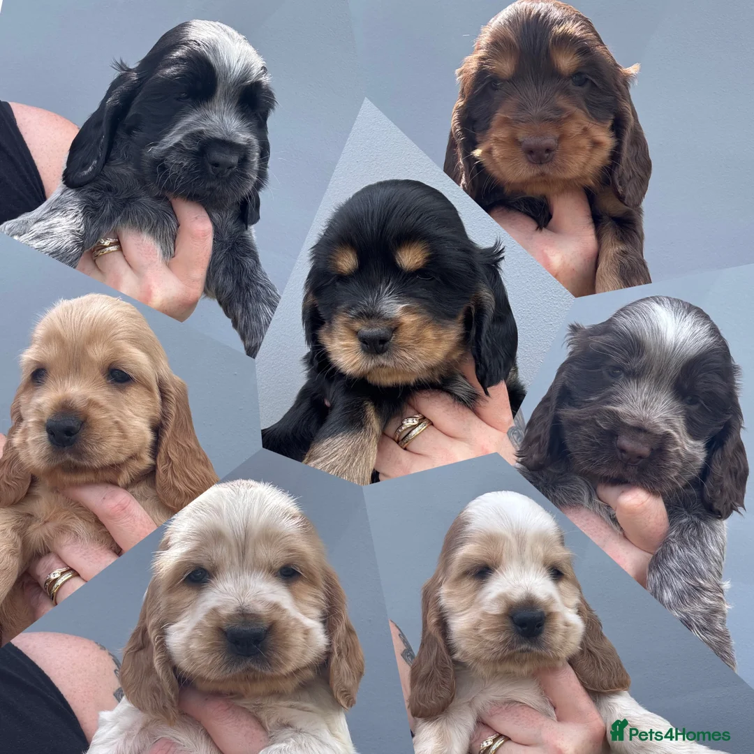 Cocker Spaniel dogs for sale: Kc reg Cocker Spaniel puppies - Advert 1