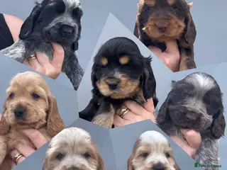 Cocker Spaniel dogs Kc reg Cocker Spaniel puppies - Advert 1