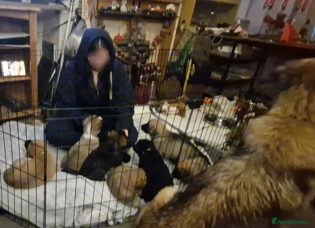 Mixed Breed dogs for sale: Caucasian Shepsky puppies for sale. - Advert 7