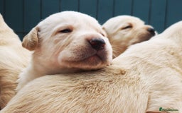 Labrador Retriever dogs for sale:  Beautiful, bouncing Pedigree Pups - Image 3