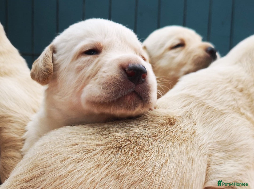 Labrador Retriever dogs for sale:  Beautiful, bouncing Pedigree Pups - Image 3