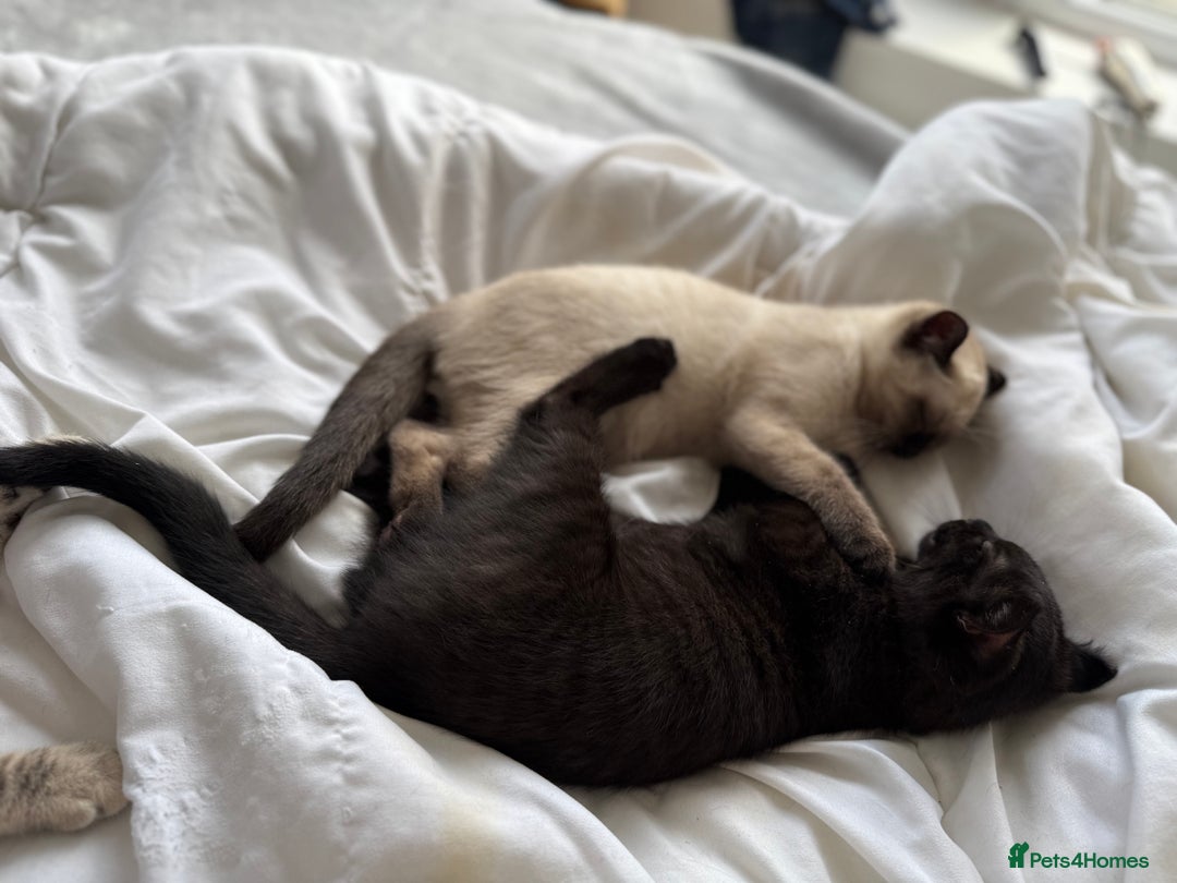 British Shorthair cats for sale: Full BSH kittens 13 weeks GCCF Parents. One gone!  - Image 14
