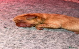 Labrador Retriever dogs for sale: KC Red fox Labrador retrievers  - Image 5