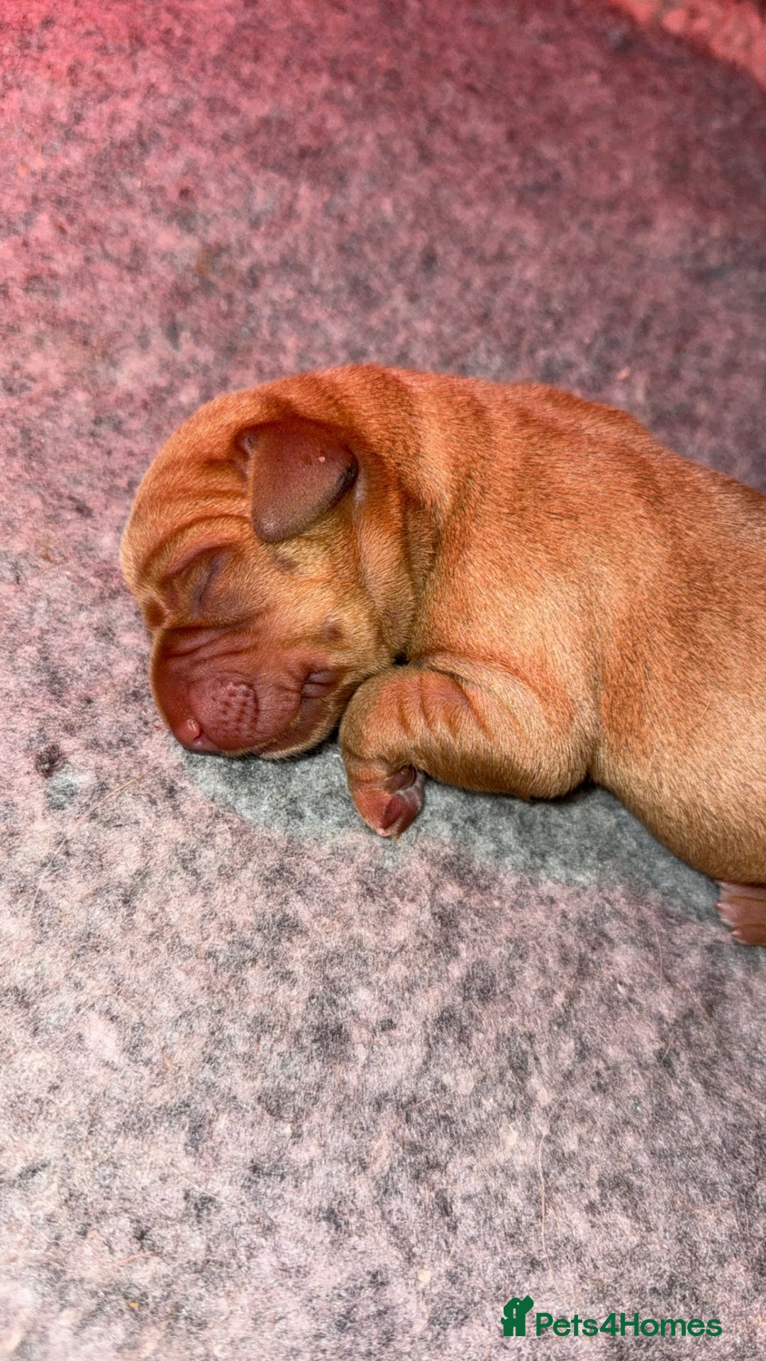 Labrador Retriever dogs for sale: KC Red fox Labrador retrievers  - Image 5