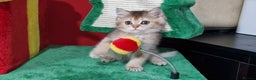 British Shorthair cats for sale: British shorthair pedigree kittens - Advert 29