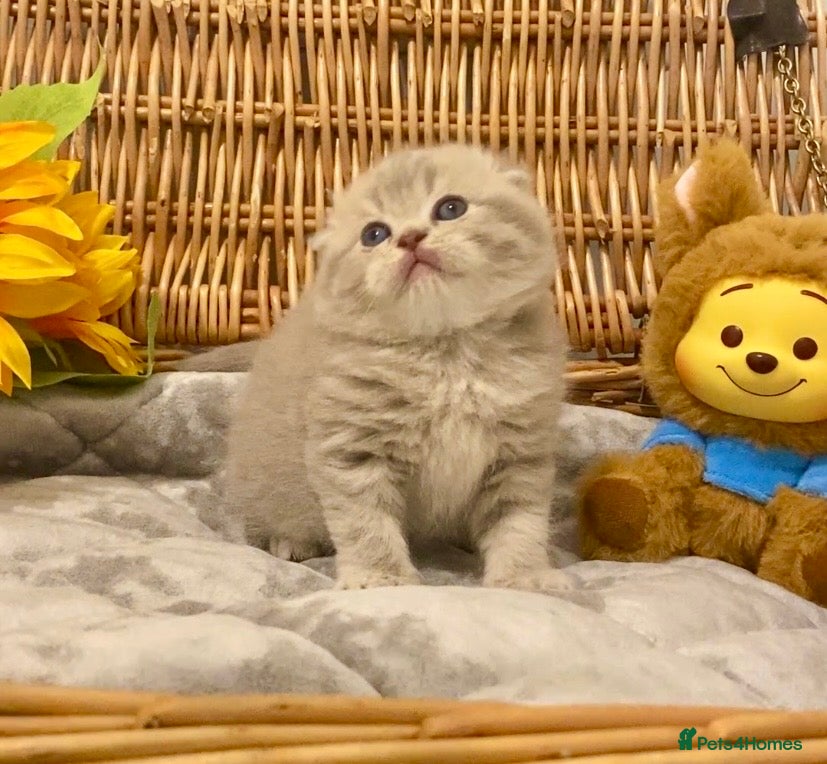 Scottish Fold Kitten