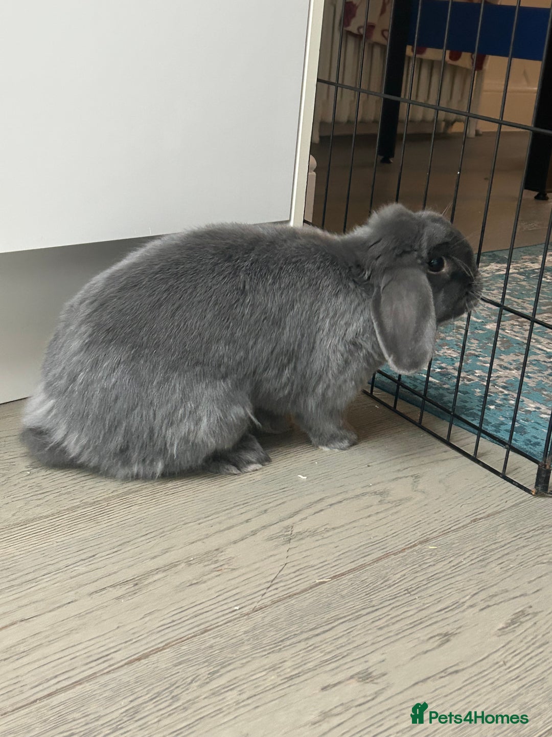 Mini Lop rabbits for sale: 2 Female Mini Lop Bunnies looking for new home - Advert 11