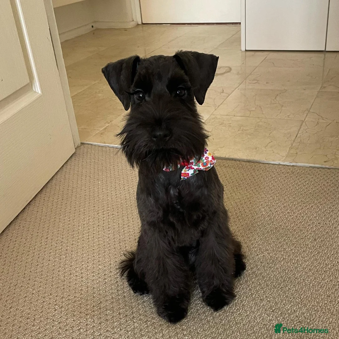 Miniature Schnauzer dogs for sale: Cute Miniature Schnauzer Puppy  - Advert 2