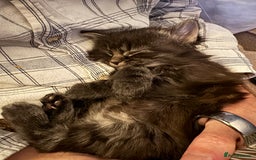 British Longhair cats for sale: Beautiful British longhair kittens - Image 9