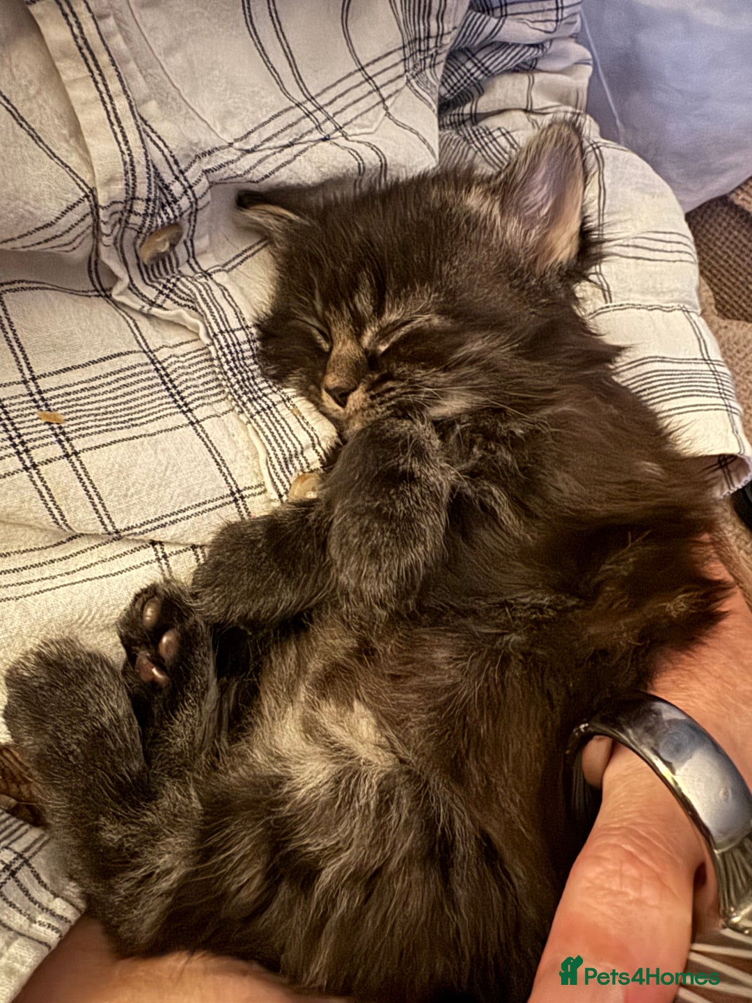 British Longhair cats for sale: Beautiful British longhair kittens - Image 9