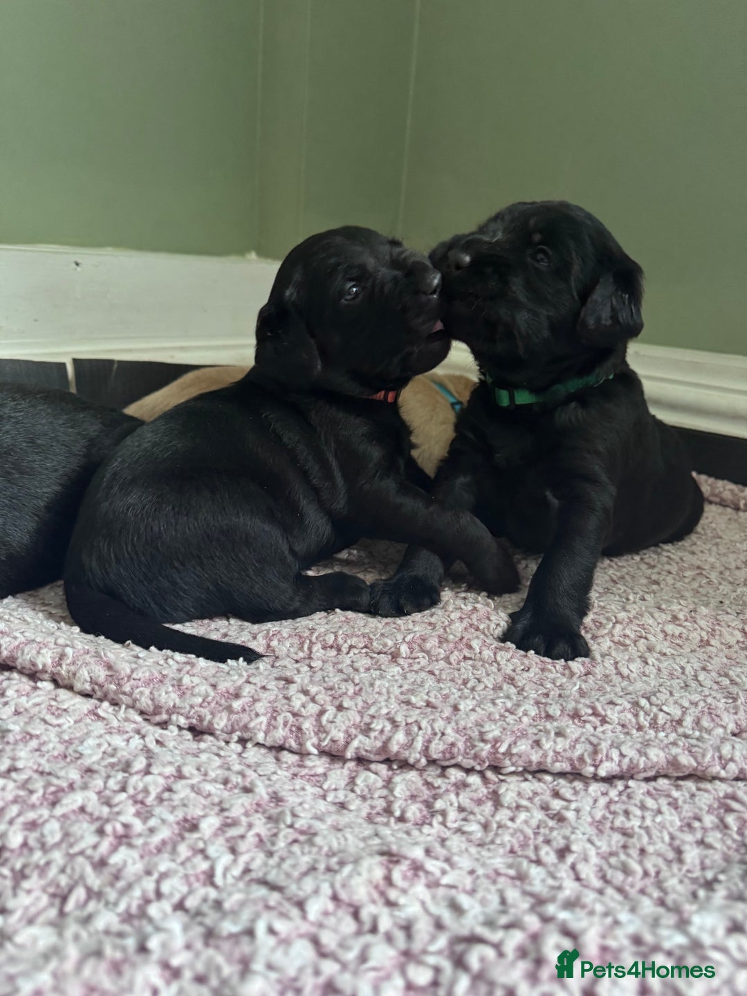 Labradoodle dogs for sale: 7 beautiful labradoodle puppies wanting a home - Advert 24