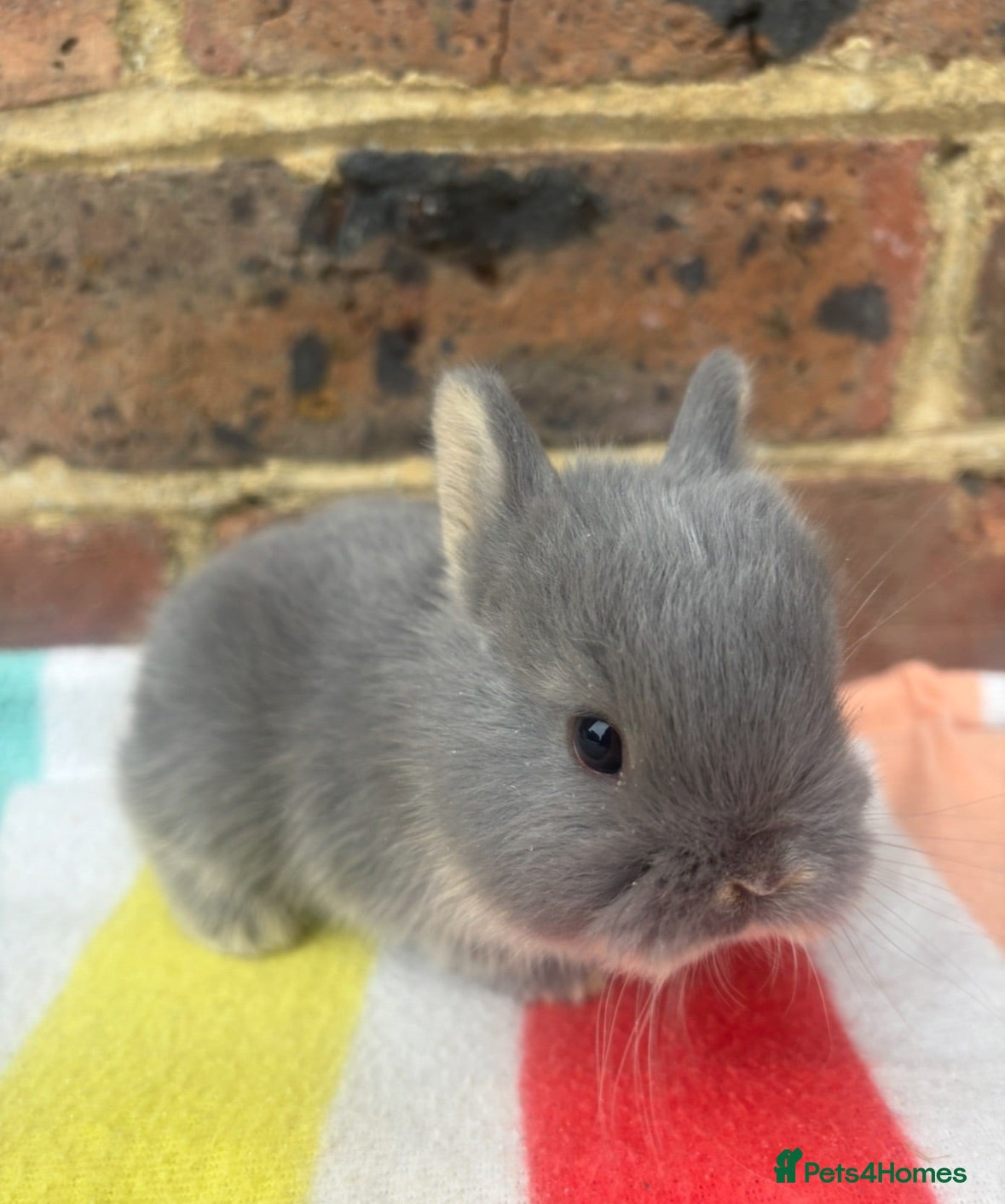 Netherland Dwarf rabbits Friendly Netherland Dwarf bunnies - Advert 1