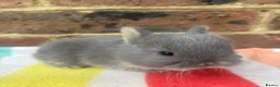 Netherland Dwarf rabbits for sale: Friendly Netherland Dwarf bunnies - Advert 1