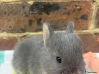 Netherland Dwarf rabbits Friendly Netherland Dwarf bunnies - Advert 1