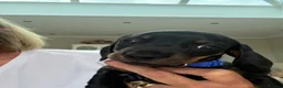 Dachshund dogs for sale: Standard Dachshund Puppies - Advert 6