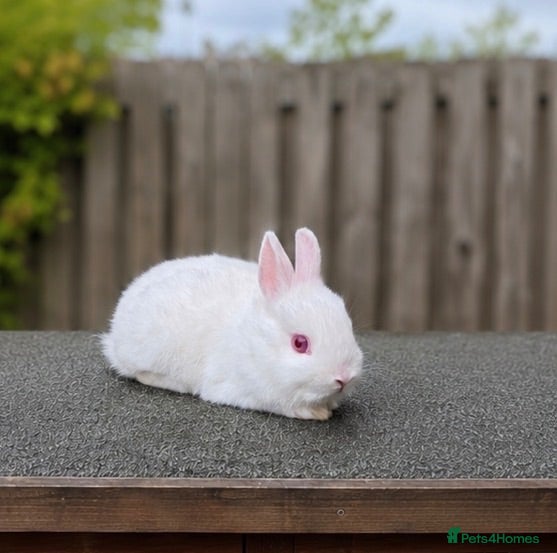 Netherland Dwarf rabbits ❤️ 1 REW GIRL - Beautiful Pure Netherland Dwarf - Advert 1