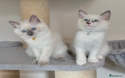 Ragdoll cats for sale: Gentle, Affectionate, Cuddly, Playful Kittens - Image 11