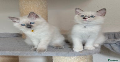 Ragdoll cats - Advert 14