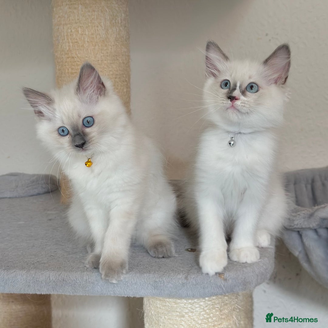 Ragdoll cats for sale: Gentle, Affectionate, Cuddly, Playful Kittens - Image 11