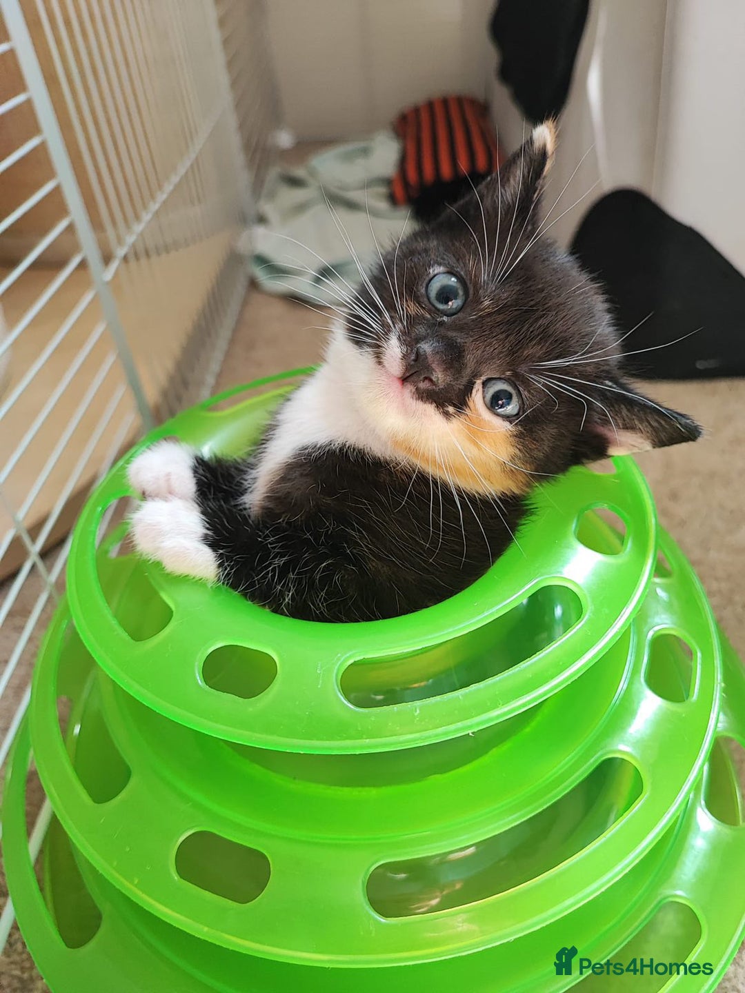 British Shorthair cats for sale: two kittens for sale - Image 7