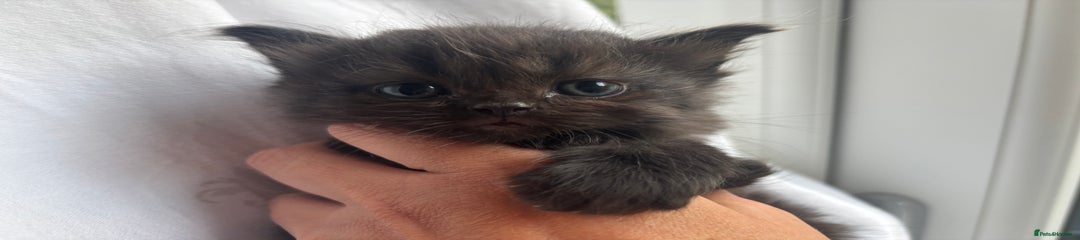 Black Tabby Boy 