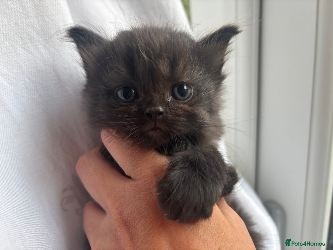 Persian cats for sale: Persian Ragdoll Kittens  - Image 17