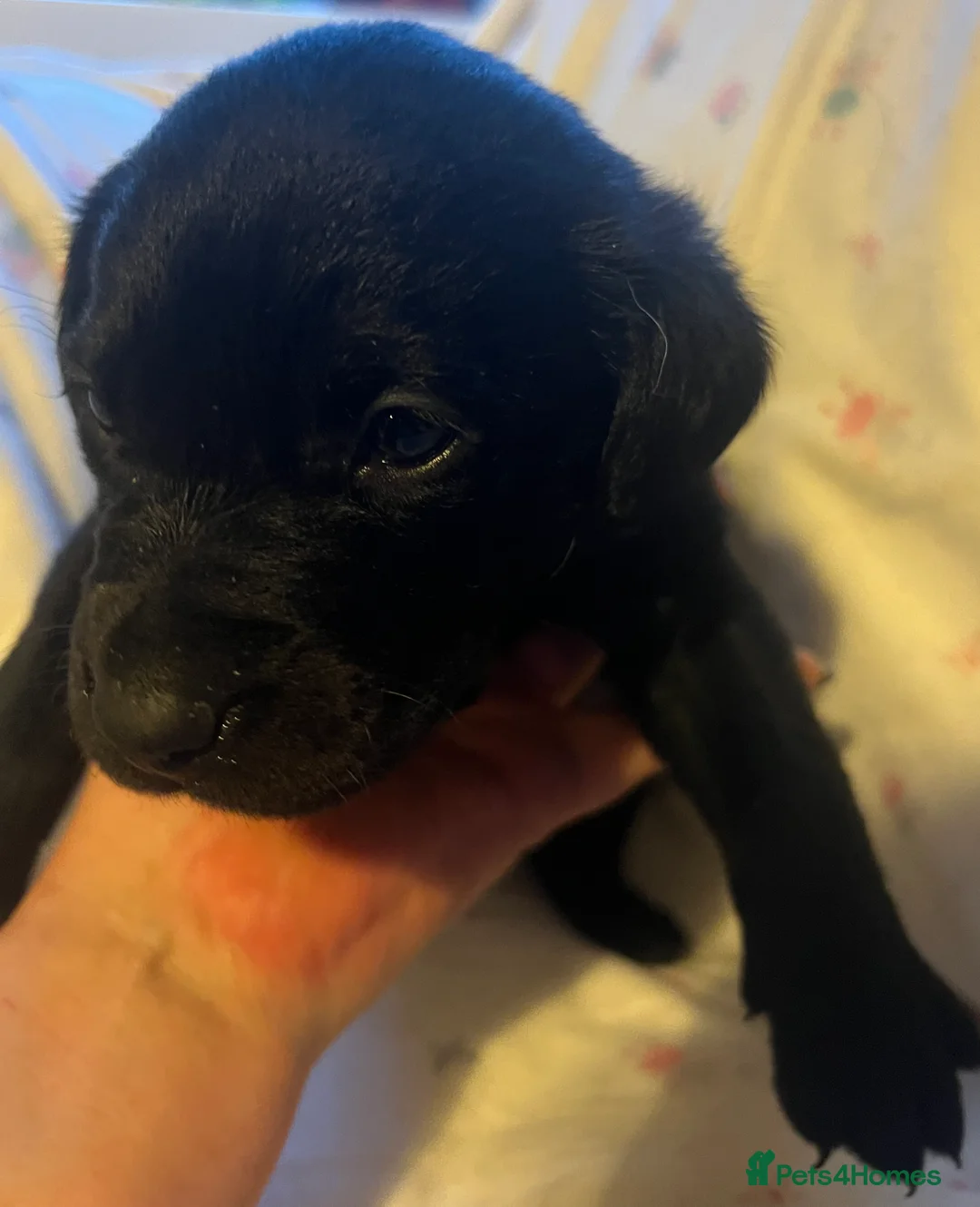 Labrador Retriever dogs for sale: KC Registered Labrador Puppies - Advert 3