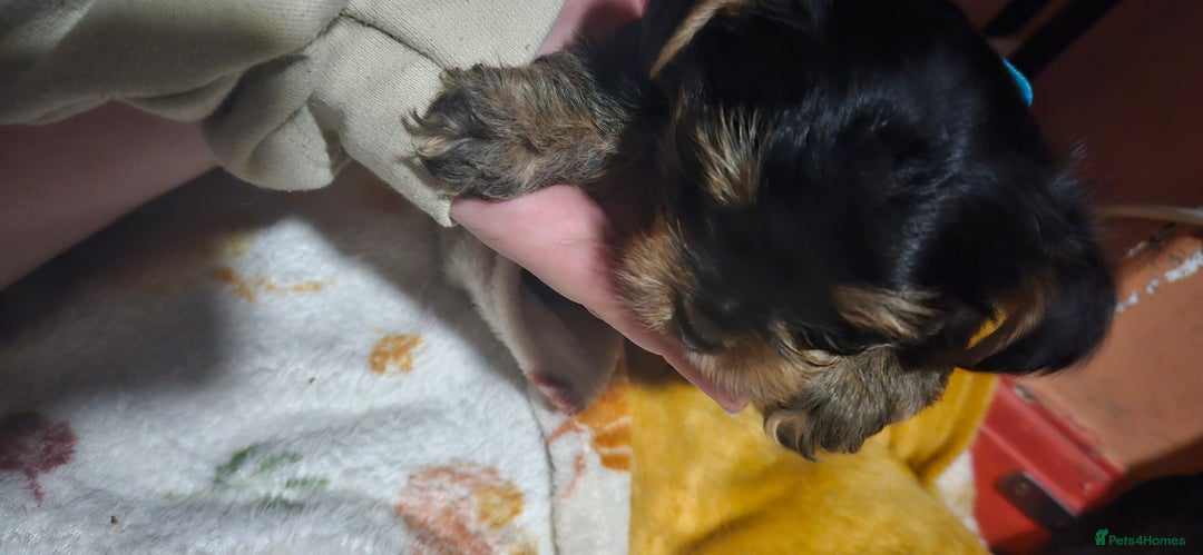 Mixed Breed dogs for sale:  **  yorkshire x full sized yorkshire terrier - Advert 21