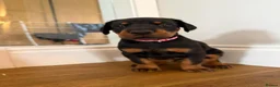 Dobermann dogs for sale: KC Registered big and strong Doberman puppies!! - Advert 9