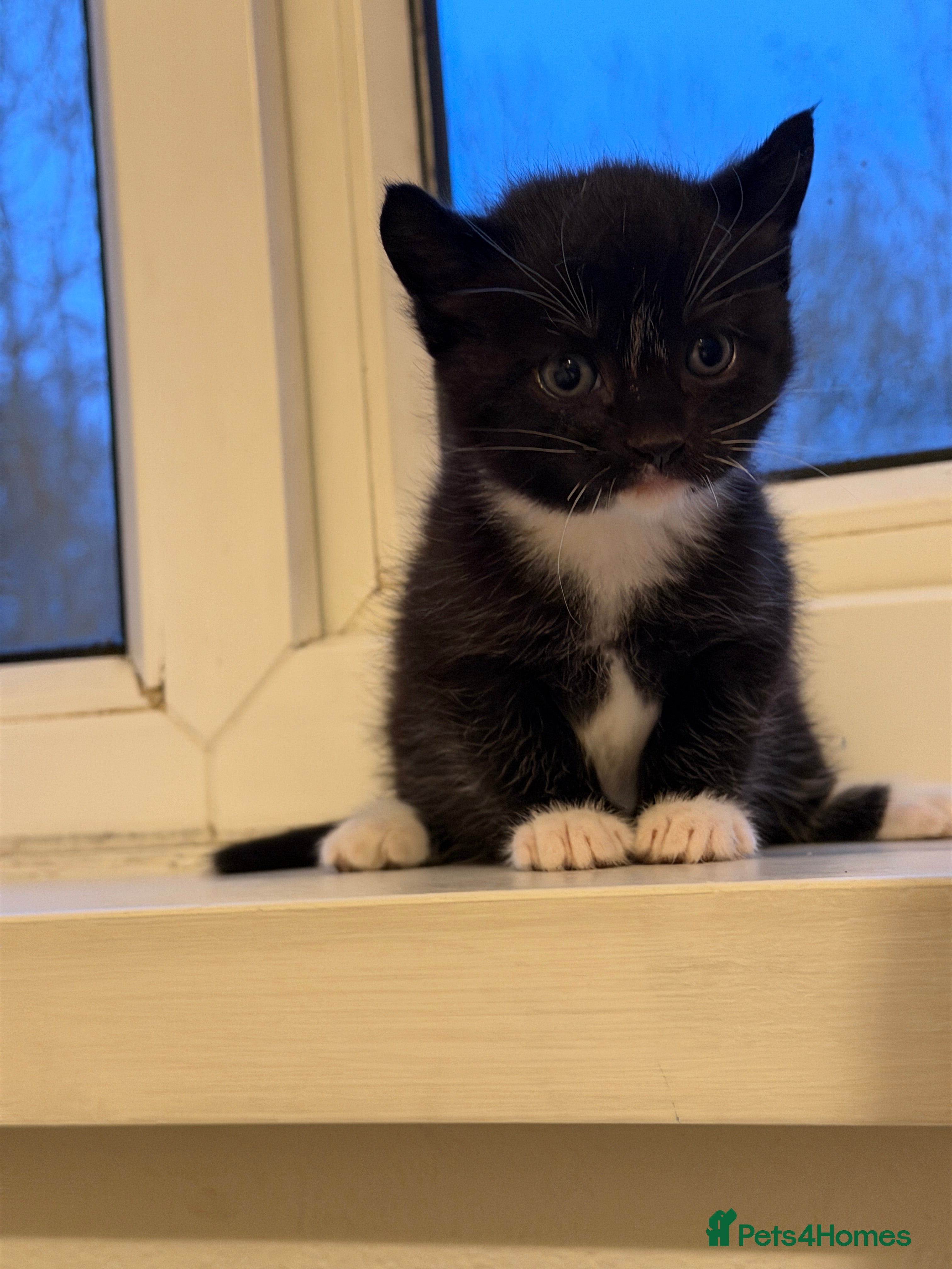 British Shorthair cats Looking for new home!!! - Advert 9