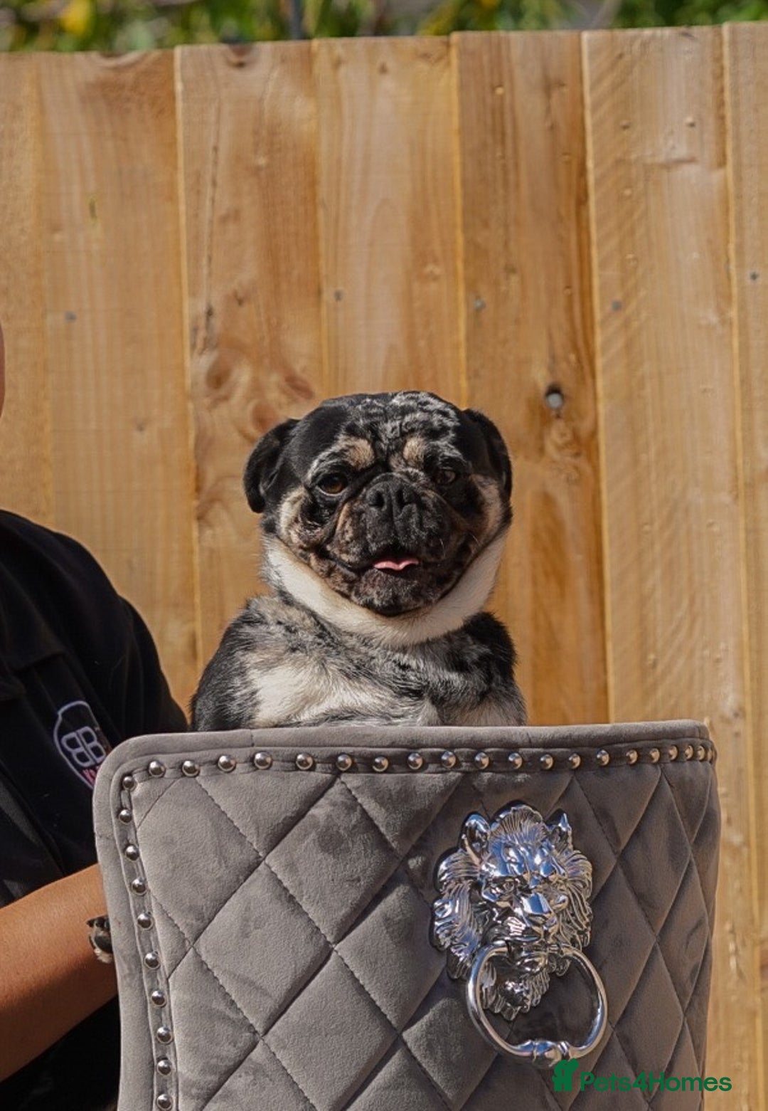 Pug dogs for stud: Merle n tan pug carrying fluffy & choc stud  in Harpenden - Advert 4