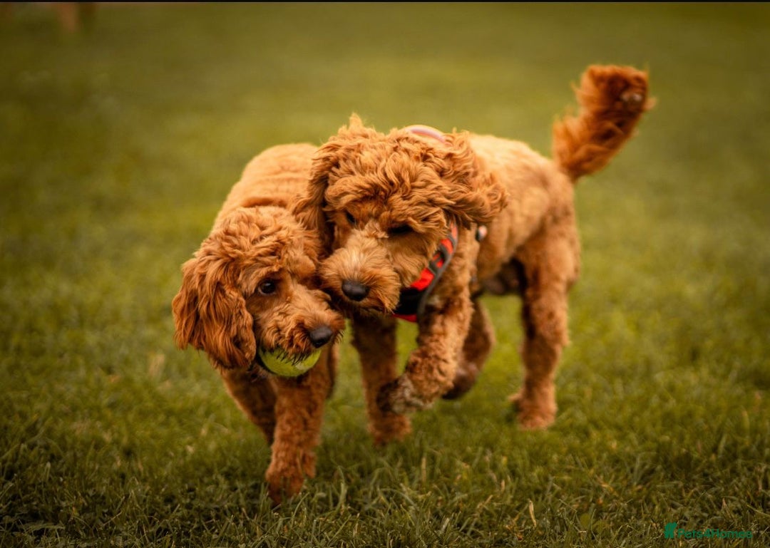 Cockapoo dogs for sale: F1 SHOW TYPE COCKAPOO EXTENSIVELY HEALTH TESTED  - Image 6