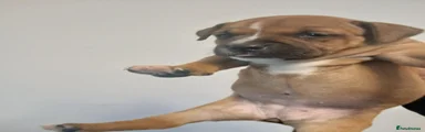 Staffordshire Bull Terrier 2