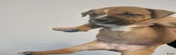 Staffordshire Bull Terrier dogs for sale:  red staffordshire bullterrier puppies 🐶  - Advert 17