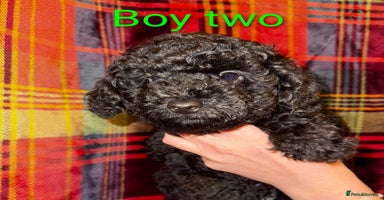 Toy Poodle dogs - Advert 6