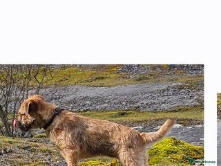 Border Terrier dogs Kc border terrier - Advert 1