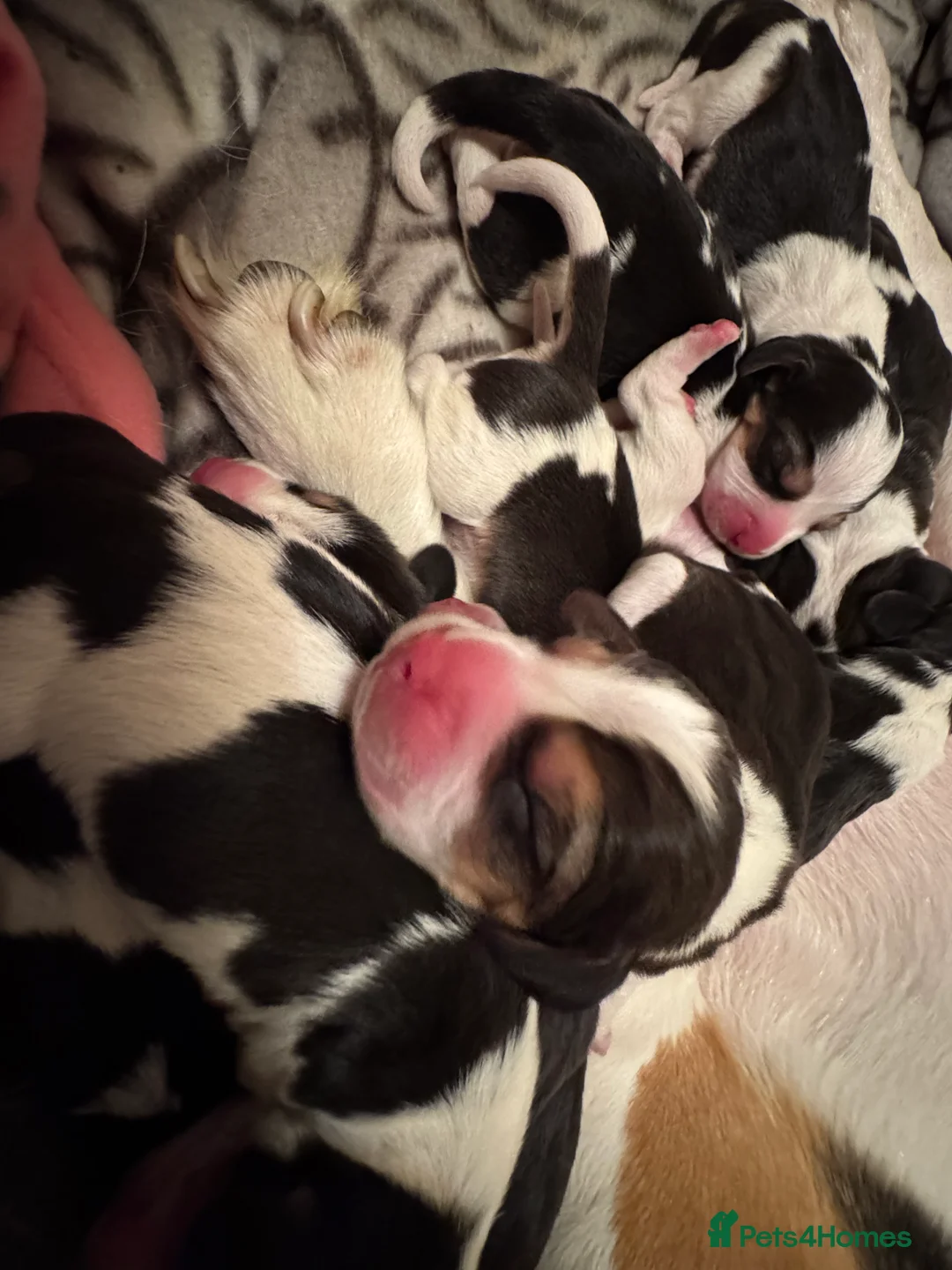 Beagle dogs for sale: 11 Beagle puppies - Advert 2
