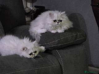 Persian cats Pedigree Chinchilla Kitten. Female - Advert 6