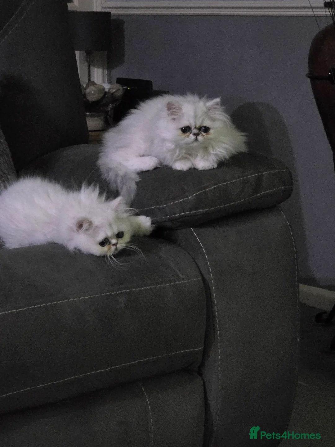 Persian cats for sale: Pedigree Chinchilla Kitten. Female  - Advert 1