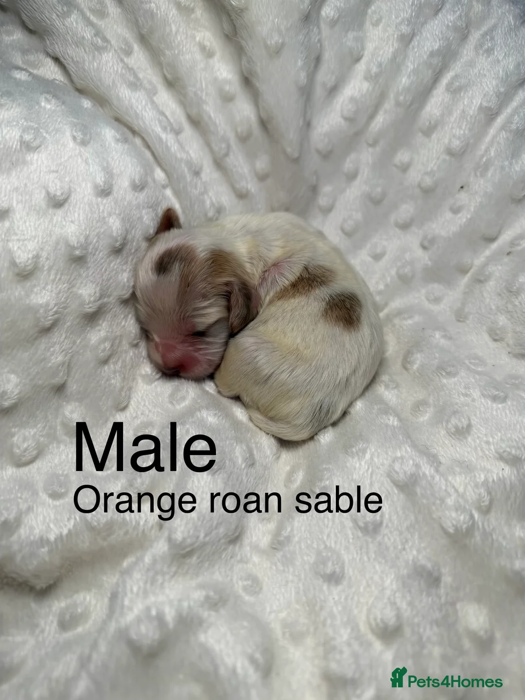 Cocker Spaniel dogs for sale: RARE SABLE KC health tested show cocker puppies - Advert 4